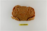 藏品(銅鑄熟若蟹)的圖片